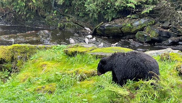 An Alaska black bear approaching a stream at the Neet’s Bay Hatchery north of Ketchikan. An Alaska black bear approaching a stream at the Neet’s Bay Hatchery north of Ketchikan.