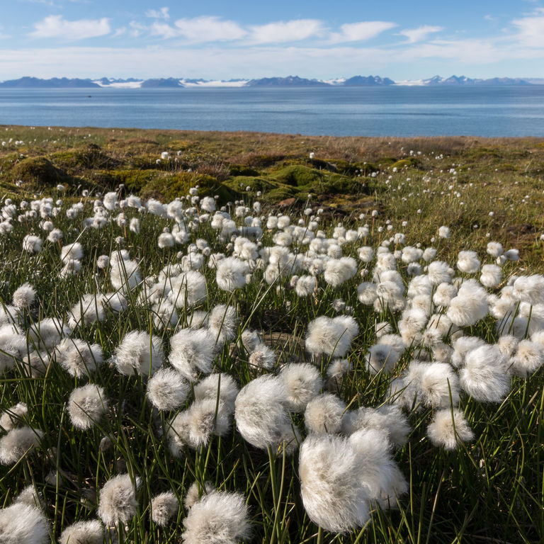 Arctic Circle Cruises