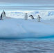 Chinstrap penguins loiter on an iceberg during an Antarctic cruise with Quark Expeditions.